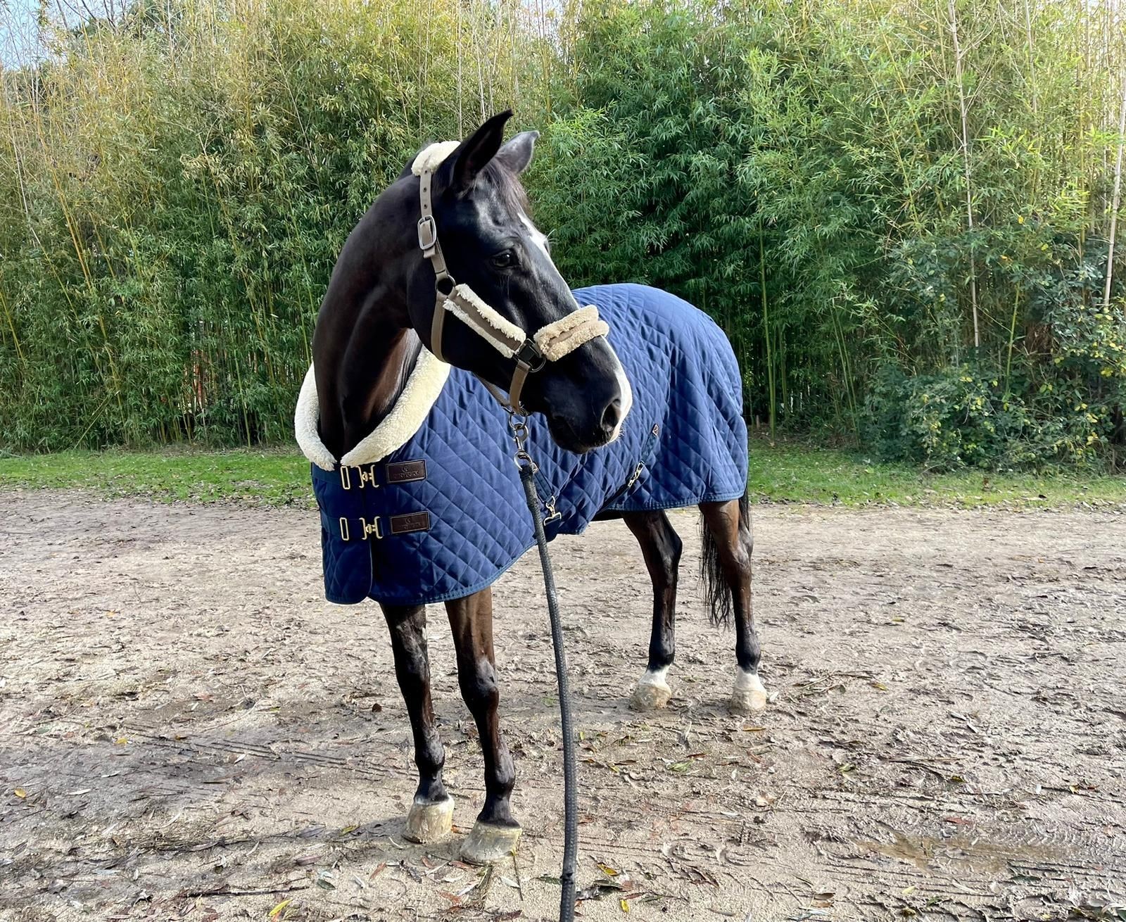 Dressage horse - 12 years old