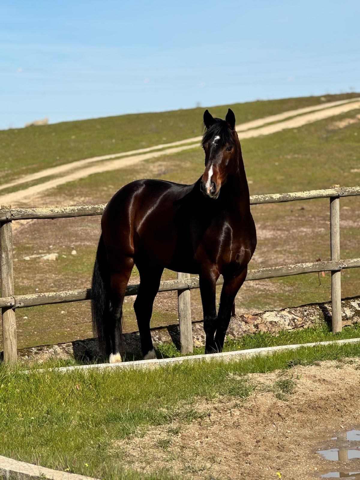 sale your horse with equus primus 
