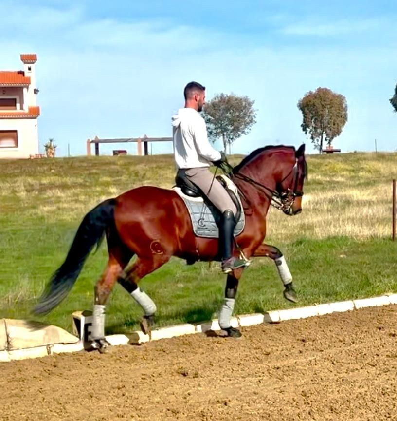 Lusitano Stallion - 9 years old
